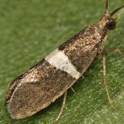 Eidophasia messingiella